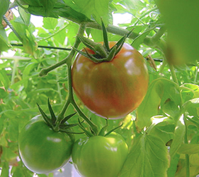 トマトの水耕栽培の様子 その4